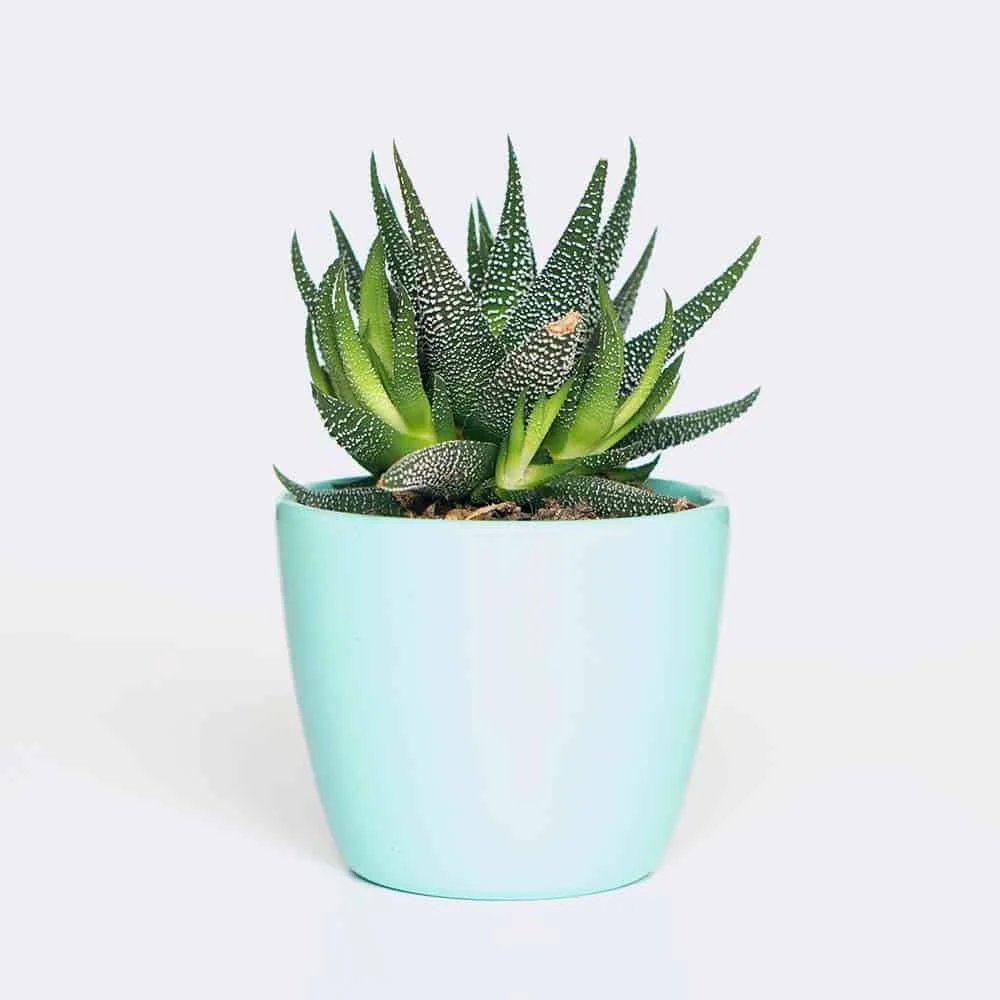 Beautiful Plant Varieties